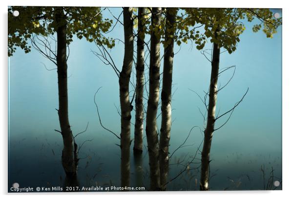 Birch trees at Abraham Lake Acrylic by Ken Mills