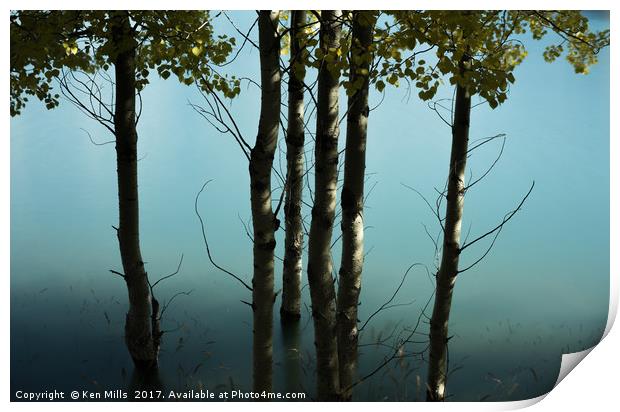 Birch trees at Abraham Lake Print by Ken Mills