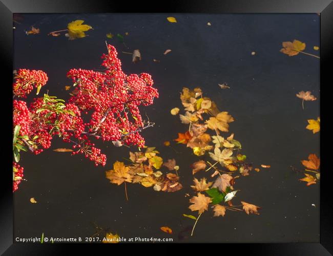 Autumnal Reflections Framed Print by Antoinette B
