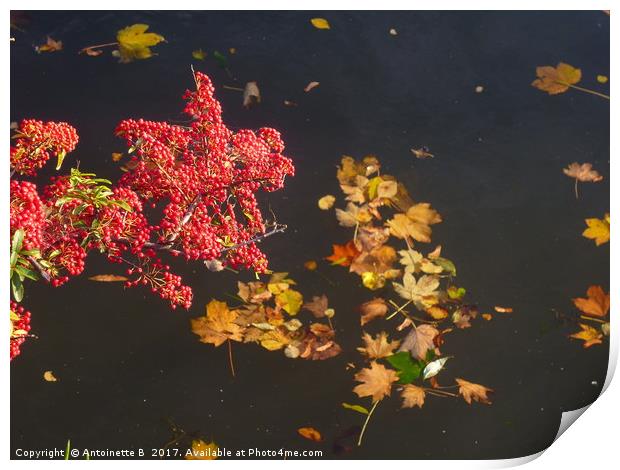 Autumnal Reflections Print by Antoinette B