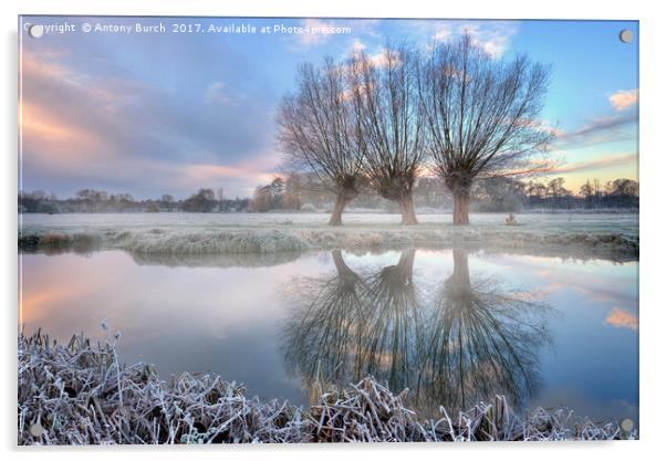 3 willows in Dedham mist Acrylic by Antony Burch