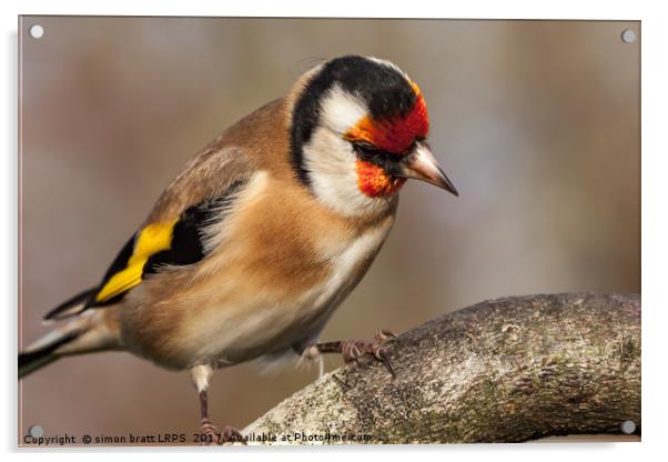 European goldfinch bird close up   Acrylic by Simon Bratt LRPS
