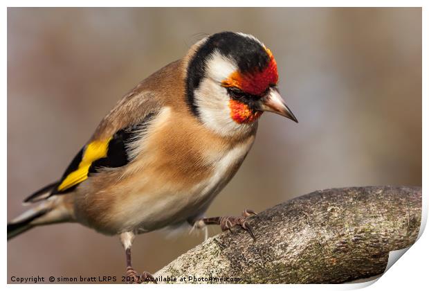 European goldfinch bird close up   Print by Simon Bratt LRPS