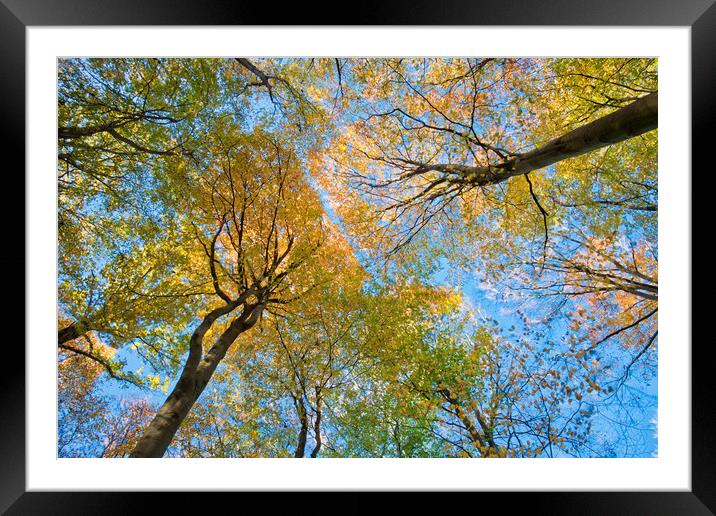 Beech tree autumn colours Framed Mounted Print by Tony Bates