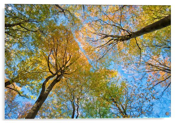 Beech tree autumn colours Acrylic by Tony Bates