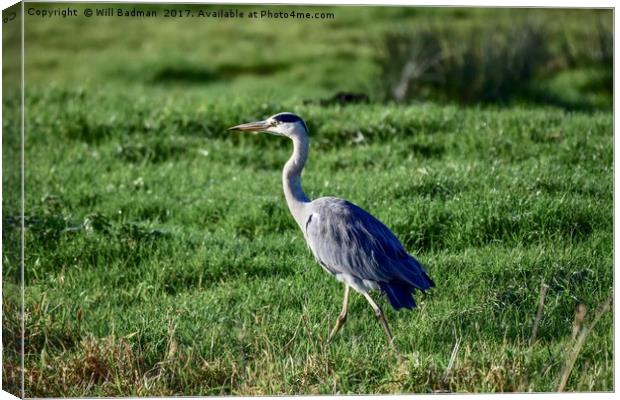 Heron on the riverside at Aller Somerset Uk  Canvas Print by Will Badman