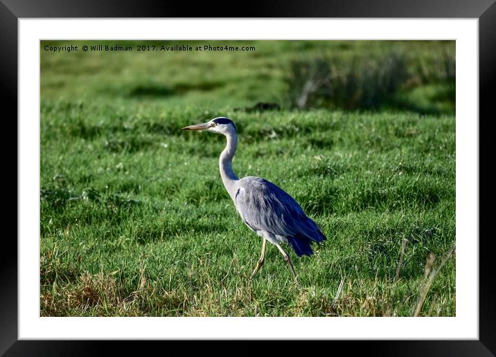Heron on the riverside at Aller Somerset Uk  Framed Mounted Print by Will Badman