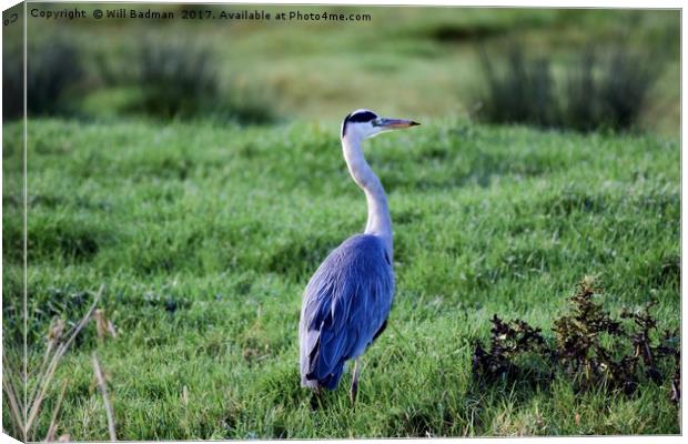 Heron on the riverside at Aller Somerset Uk   Canvas Print by Will Badman