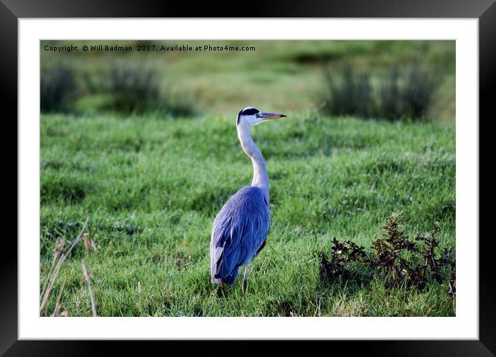 Heron on the riverside at Aller Somerset Uk   Framed Mounted Print by Will Badman