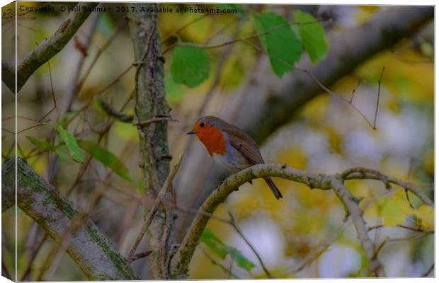 Robin sat in a hedge in Yeovil Somerset Uk  Canvas Print by Will Badman