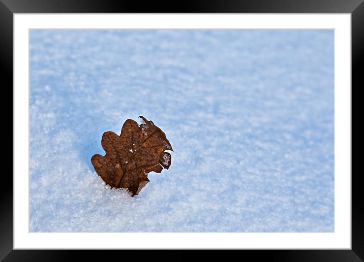 Winter Oak Leaf Framed Mounted Print by David Lewins (LRPS)
