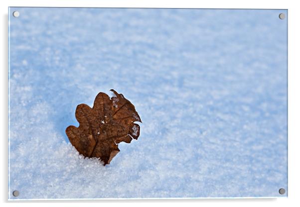 Winter Oak Leaf Acrylic by David Lewins (LRPS)