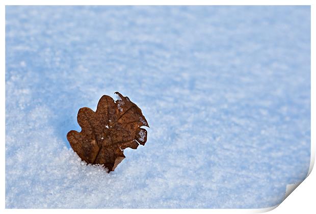 Winter Oak Leaf Print by David Lewins (LRPS)