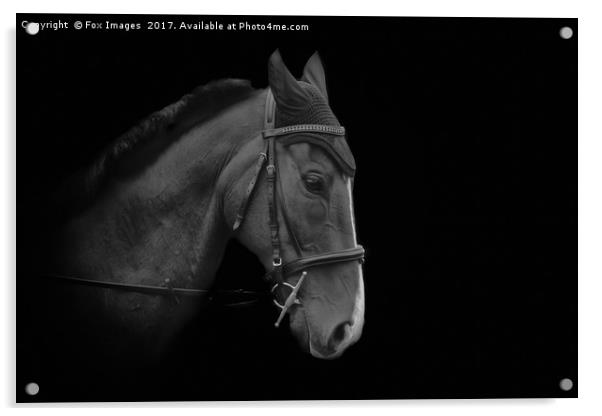 Horse dressage Acrylic by Derrick Fox Lomax
