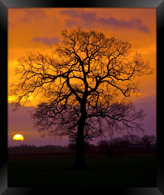 Sunrise Winter Tree. Framed Print by Darren Burroughs