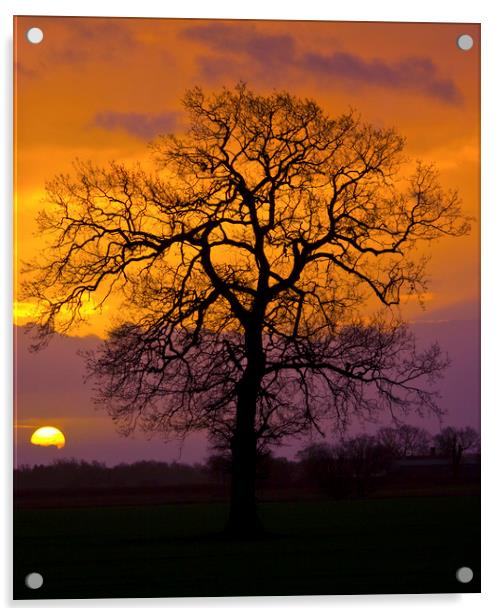 Sunrise Winter Tree. Acrylic by Darren Burroughs