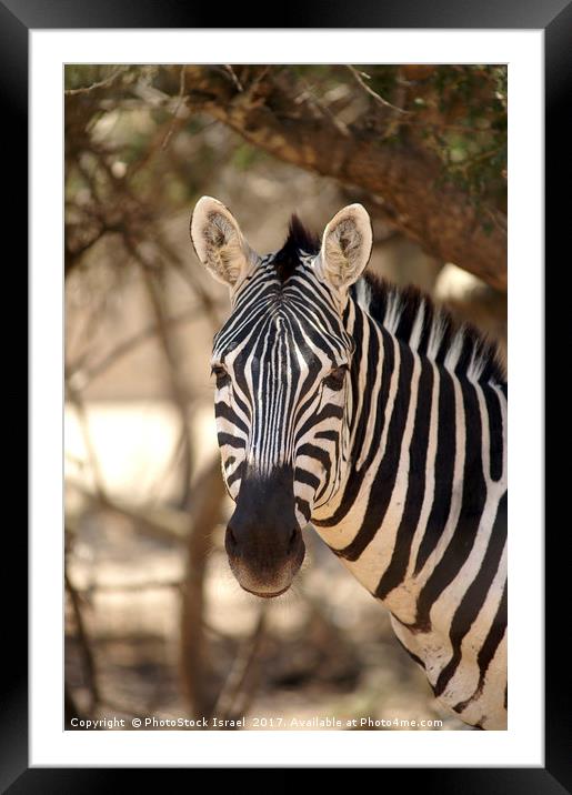 Portrait of a zebra Framed Mounted Print by PhotoStock Israel