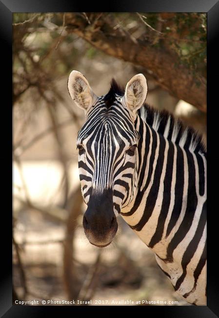 Portrait of a zebra Framed Print by PhotoStock Israel