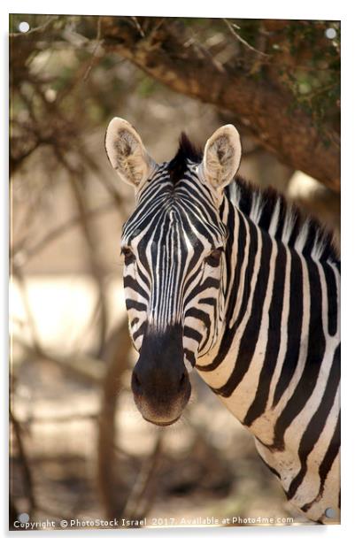 Portrait of a zebra Acrylic by PhotoStock Israel