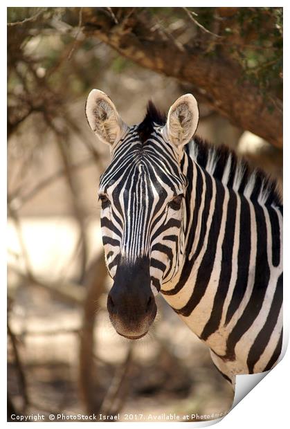 Portrait of a zebra Print by PhotoStock Israel