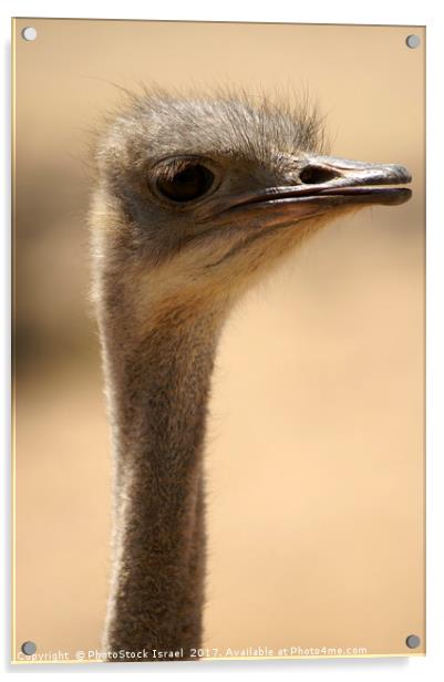 Close up of an ostrich Acrylic by PhotoStock Israel