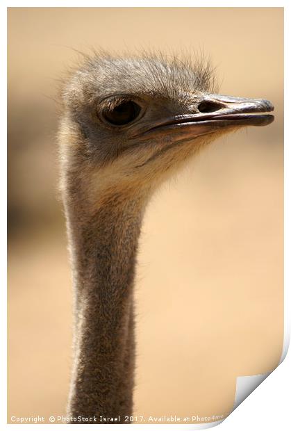 Close up of an ostrich Print by PhotoStock Israel