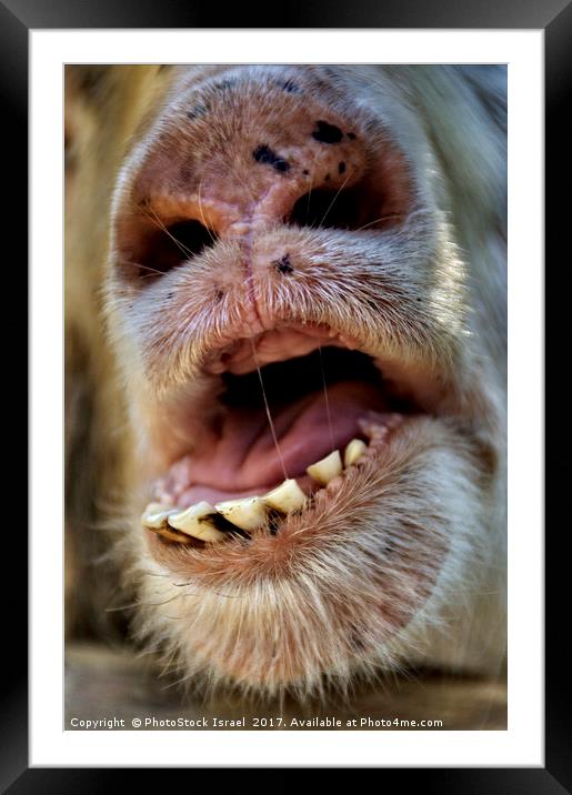Alpaca Lama pacos, closeup of the mouth and teeth Framed Mounted Print by PhotoStock Israel