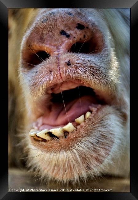 Alpaca Lama pacos, closeup of the mouth and teeth Framed Print by PhotoStock Israel
