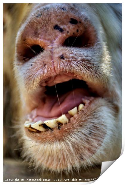 Alpaca Lama pacos, closeup of the mouth and teeth Print by PhotoStock Israel