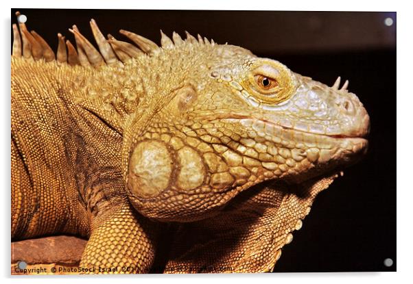 common green IGUANA, Iguana iguana Acrylic by PhotoStock Israel