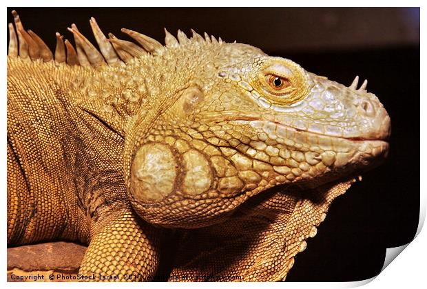 common green IGUANA, Iguana iguana Print by PhotoStock Israel