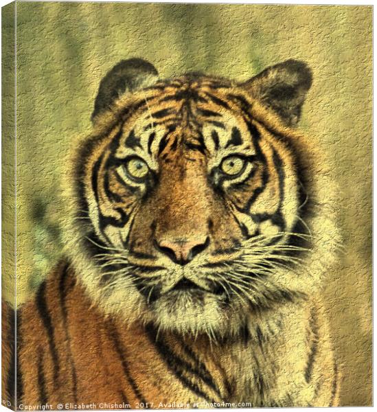 Young Sumatran Tiger Canvas Print by Elizabeth Chisholm
