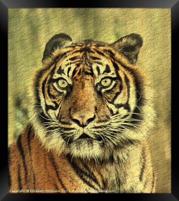 Young Sumatran Tiger Framed Print by Elizabeth Chisholm