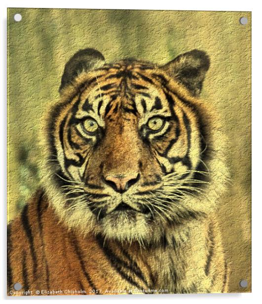 Young Sumatran Tiger Acrylic by Elizabeth Chisholm