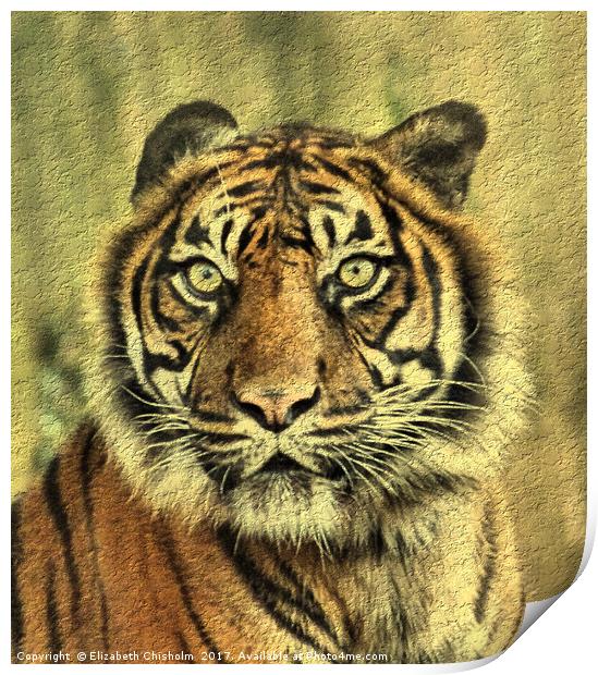 Young Sumatran Tiger Print by Elizabeth Chisholm
