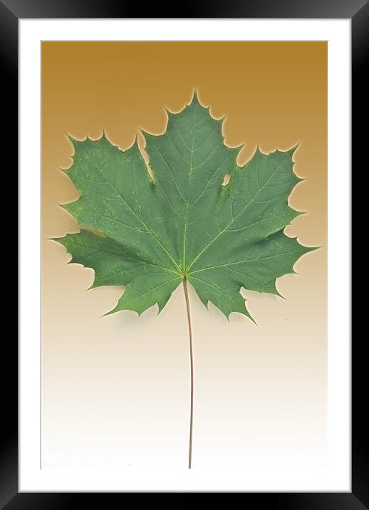 Sycamore In Gold Framed Mounted Print by James Lavott