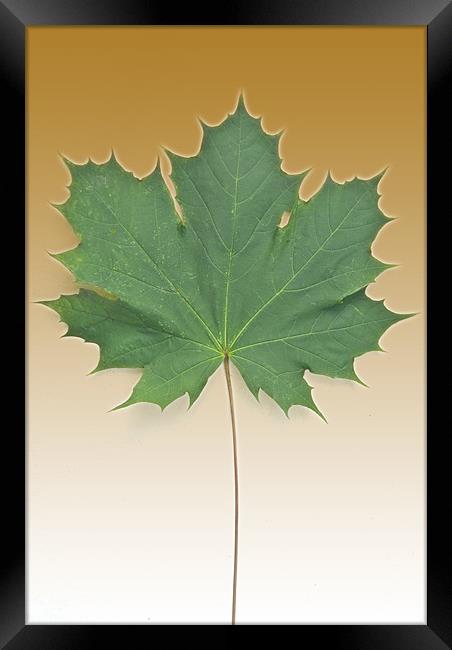 Sycamore In Gold Framed Print by James Lavott