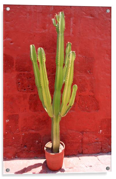 Captivating Cactus Against Crimson Wall Acrylic by Aidan Moran