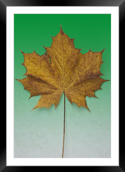 Sycamore On Green Framed Mounted Print by James Lavott