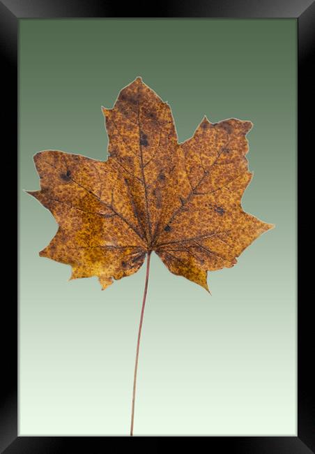 Sycamore On Hazel Framed Print by James Lavott