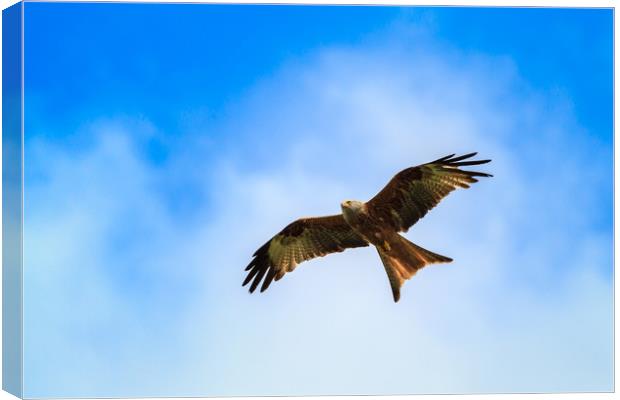Red kite                                           Canvas Print by chris smith