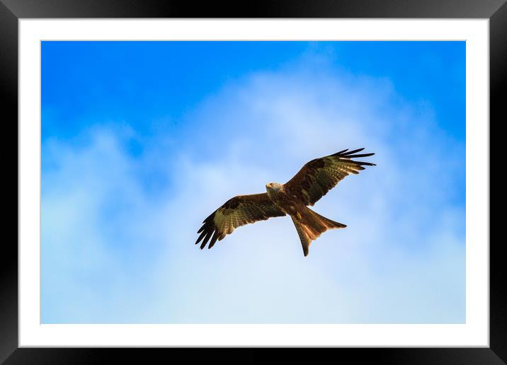Red kite                                           Framed Mounted Print by chris smith