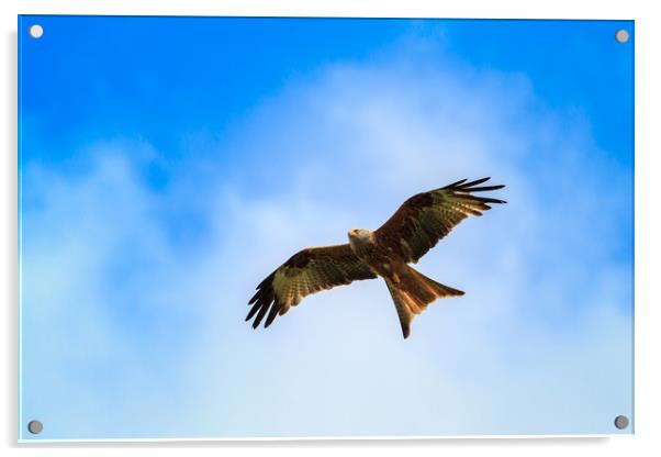 Red kite                                           Acrylic by chris smith