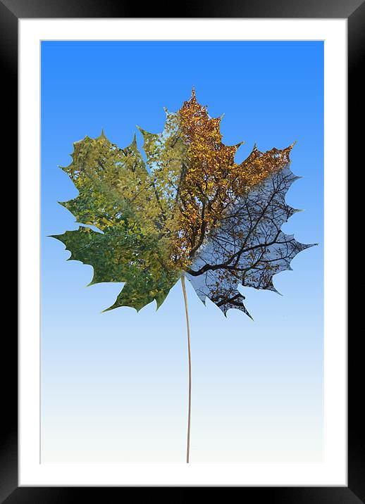 Sycamore Seasons Framed Mounted Print by James Lavott
