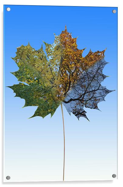 Sycamore Seasons Acrylic by James Lavott