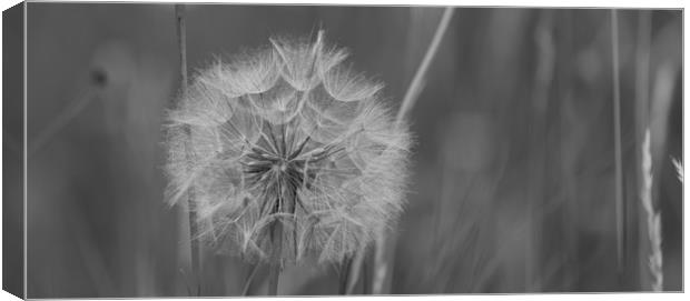 the goats beard seed head Canvas Print by kevin murch