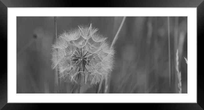 the goats beard seed head Framed Mounted Print by kevin murch