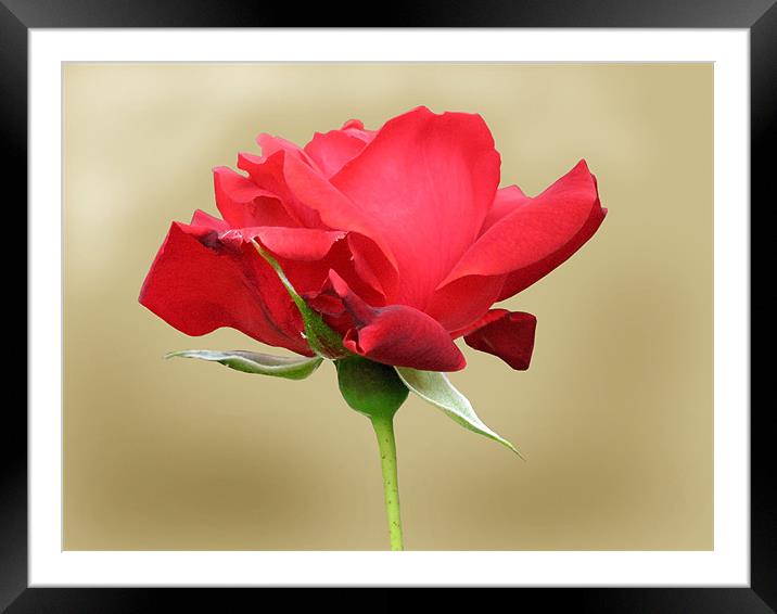 Single Red Rose Framed Mounted Print by Jacqi Elmslie