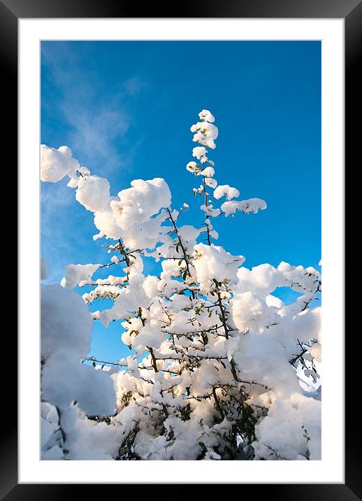 Snow Capped Branches Framed Mounted Print by James Lavott