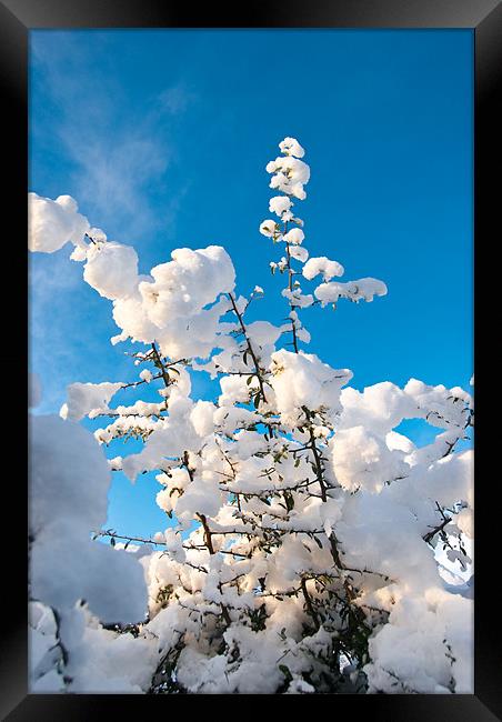Snow Capped Branches Framed Print by James Lavott